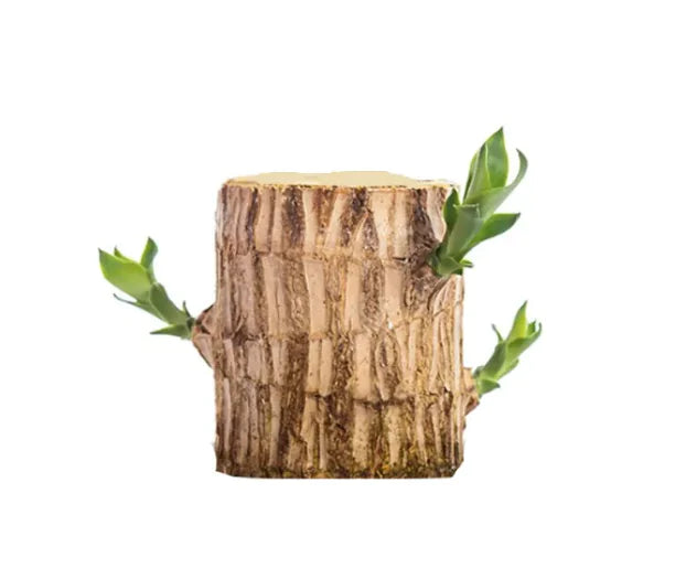 Hydroponics Lucky Wood Stump Desktop Potted Brazilian Wood