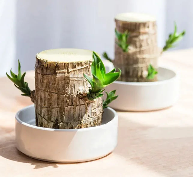 Hydroponics Lucky Wood Stump Desktop Potted Brazilian Wood